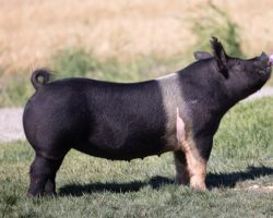 Ear Notch: 93-5<br>
Breed: Crossbred<br>
Date Born: June 2020<br>
Sire.: Objection<br>
Dam.: Lock It Up 5-7<br>
Stress Status: Unknown<br>
Description: Mega stout Objection daughter and if you haven't used him you may want to get in. He sires as much look and bone as anything going and his pedigree on the bottom side is incredible. 93-5's dam was an elite Lock It Up x Sunshine 104-1 daughter and she goes back to the same Toxic 69-4 and Bacon sow family that Objection does.