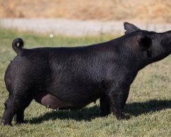 Ear Notch: 104-3<br>
Breed: Crossbred<br>
Sex: Open Female<br>
Date Born: July 2017<br>
Sire.: Sunshine & Whiskey<br>
Dam.: Renig 15-10<br>
Stress Status: Unknown<br>
Description: 104-3 is a gorgeous little sow who is a mate to our famous 104-1 sow. Her extended pedigree reads (Sunshine & Whiskey x Renig 15-10 x HIllnilly Bone 74-8 x Toxic 69-4 x Crossbow 91-3 "Bacon"). While 104-3 hasn't been as productive as her sister, she is responsible for lots of banners and had a bit of a rough year in 2020 when she aborted her summer due to a vaccine reaction. She's back on track now and she is as gorgeous as they come. She is due to HTYS in early July and will be ready to go as soon as we get her weaned.
Additional Note: **Not available for delivery or pick up until the week of July 26th**
