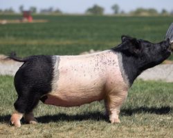 Ear Notch: 113-2<br>
Breed: Crossbred<br>
Sex: Open Female<br>
Date Born: August 2016<br>
Sire.: Blurred Vision<br>
Dam.: Visionary 71-2<br>
Stress Status: Unknown<br>
Description: It's not every day you get the chance to buy a sow that's raised an overall champion at a Texas major, but 113-2 sure has. She is the dam of Sterling Boyles' Reserve Grand Barrow at Fort Worth last year that was an incredible specimen -- he was sired by Junior. A few litters prior, she also raised the American Dream and Mongo boars we sold to Malay and Porterfield and partnered on -- those boars have gotten along extremely well. Take note of her dam -- the same 71-2 Visionary sow that raised Overruled, Objection, and the Grand Barrow at 2017 Arizona Nationals!
