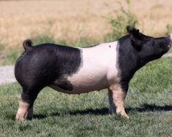 Ear Notch: 120-14<br>
Breed: Crossbred<br>
Sex: Open Female<br>
Date Born: August 2021<br>
Sire.: Wedding Night<br>
Dam.: He Is what He Is 176-1<br>
Stress Status: Unknown<br>
Description: Beautiful little gilt out of May We All's mom and Junior! She is a littermate to the Country Anthem boar we sold to Shaffers this winter and make no mistake, she will generate at a high level. Her dam's pedigree is (He is What He is x Sunshine & Whiskey 41-2 x Renig 28-12 x PR 4-8). This one is great built and bred for success!
