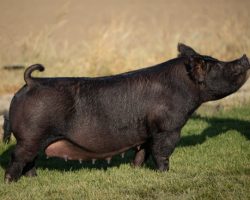 Ear Notch: 132-4<br>
Breed: Crossbred<br>
Sex: Open Female<br>
Date Born: March 2017<br>
Sire.: Sunshine & Whiskey<br>
Dam.: FFL 42-2<br>
Stress Status: Unknown<br>
Description: 132-4 and her sister 132-5 have been hellacious sows and they generate winning pigs every time. WIth as big of a keeper gilt population as we have coming in, plus trying to reduce our numbers by about 100 head, we just have to let some of these older sows go no matter how relevant they still are. 132-4 is the dam of Hart Skidgel's dominant show barrow this spring sired by Foresight. He was our leadoff barrow at Breeders Best and he won LOTS of jackpots in Texas. Her sister 132-5 raised the Reserve Grand Cross Barrow at Expo last year shown by Ella Bobell. This sow doesn't miss, and she is in great shape to go out and make a major winning show pig for your firm as well.