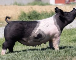 Ear Notch: 142-5<br>
Breed: Crossbred<br>
Sex: Open Female<br>
Date Born: February 2019<br>
Sire.: Up Down<br>
Dam.: 225K 94-2<br>
Stress Status: Unknown<br>
Description: 142-5 is a beautiful little Up Down daughter and these Up Down daughters have been the real deal! She's so good built, but not too big framed and this is the kind we love to breed to a power boar because it'll hit every time. We retained a couple daughters out of her spring Sun Daze litter and she's open, ready to roll. She goes back to the same sow family as the 2020 Denver Grand (Up Down x 225K 94-2 x Sunshine & Whiskey 109-5 x Hillbilly Bone 74-8).
