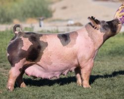 Ear Notch: 165-5<br>
Breed: Crossbred<br>
Sex: Open Female<br>
Date Born: August 2019<br>
Sire.: Lit Fuse<br>
Dam.: Wedding Night 143-2<br>
Stress Status: Unknown<br>
Service Sire.: Open<br>
Description: This stellar little sow will turn anyone's head that likes looking at good stock! She was a highly successful show gilt for Faith Ewing in California 2020 and she hails from the "Madea" sow line that produced Outta Line. Her first parity proved that she was extremely productive and she raised a huge litter full of transfer pigs and milked them awesome. She's in the crate now with 8 Hands pigs on her and she will be ready to go upon weaning.
Additional Note: **Not available for delivery or pick up until the week of 7/12**