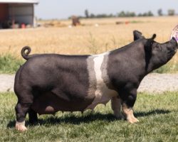 Ear Notch: 167-2<br>
Breed: Crossbred<br>
Sex: Open Female<br>
Date Born: September 2016<br>
Sire.: Sunshine & Whiskey<br>
Dam.: Hillbilly Bone 1-1<br>
Stress Status: Unknown<br>
Delivery Options: This highly productive Sunshine daughter has made us alot of money and put smiles on the faces of lots of young people. Her dam was our very favorite gilt out of the H2 purchase and we kept 6 daughters out of the two litters she gave to us before we lost her. 167-2 has proven a worthy daughter and she always has a great litter when mated to a power boar. Feet and legs and design here are awesome, and this sow is in great shape.