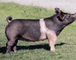 Ear Notch: 184-5<br>
Breed: Crossbred<br>
Sex: Open Female<br>
Date Born: October 2020<br>
Sire.: May We All<br>
Dam.: Sunshine & Whiskey 28-1<br>
Stress Status: Unknown<br>
Description: It's hard for us to sell so many of these good keeper gilts and to be honest it took a long time to decide which females needed to be included in this sale. THis little 184 litter gilt is out of the ultra functional 28-1 sow who is also the dam of our great "Nebraska" sow. Extended pedigree here reads: (May We all x Sunshine & Whiskey 28-1 x Renig 6-6 x Smack That 17-11). This same sow family is responsible for Shine On and a PILE of winners. Study the photo here, this one is legit and she represents a tremendous opportunity!