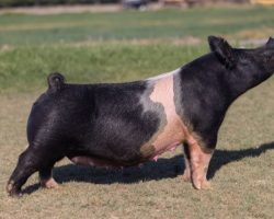 Ear Notch: 192-2<br>
Breed: Crossbred<br>
Sex: Open Female<br>
Date Born: March 2019<br>
Sire.: Teen Spirit<br>
Dam.: Wedding Night 45-2<br>
Stress Status: Unknown<br>
Service Sire.: Open<br>
Description: 192-2 was a classwinning gilt at both the NJSA Western Regional and Arizona Nationals two years ago for Caitlyn Carter, and she is dammed by the 45-2 sow in this sale. She farrowed the 9 litter MWA's last December that were extremely good and we have a pair in Nebraska really looking the part for the Mullenhoffs. Then she followed up with a May litter of BR 64-1's that we have high expectations for. Great opportunity here on an elite Teen Spirit daughter with our prolific 4-8 sow family on the bottom side.
