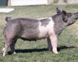 Ear Notch: 204-7<br>
Breed: Crossbred<br>
Sex: Open Female<br>
Date Born: October 2020<br>
Sire.: May We All<br>
Dam.: Sunshine & Whiskey 27-6<br>
Stress Status: Unknown<br>
Description: Stellar little blue MWA gilt and this is exactly the kind we are keeping back as fast as we can. Her dam, 27-6, is (Sunshine x Renig 28-9 x PR 4-8), and she is a linebred generating fool. SHe's the dam of our great 64 litter Short Bus sows that have killed it the past couple sale for us. This gilt will be a generator and will be extra productive like momma and all of her half sisters working within the herd.