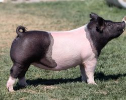 Ear Notch: 205-5<br>
Breed: Crossbred<br>
Sex: Open Female<br>
Date Born: October 2020<br>
Sire.: Outbreak<br>
Dam.: Prestige 172-4<br>
Stress Status: Unknown<br>
Description: These 205 litter gilts are killer and they're dammed by the 172-4 Prestige sow that came ot us via a bred gilt purchase and has been lights out. 172-4's pedigree reads (Prestige x Mountain Man x Priority One x Swagger 3-6). Check out Prestige's pedigree (retired boar at Crossroads), then check out Outbreak and his dad Breaking Rules pedigrees and it doesn't take long to figure out these gilts are as tightly linebred as they come. Breed them to power and they'll do the rest. We kept a pair of mates as well.