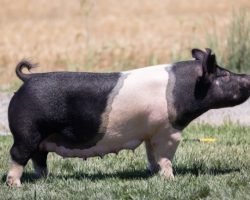 Ear Notch: 205-10<br>
Breed: Crossbred<br>
Sex: Open Female<br>
Date Born: April 2020<br>
Sire.: Bed Bug<br>
Dam.: Kiss My Socks 150-4<br>
Stress Status: Unknown<br>
Description: 205-10 is a beautiful little first parity sow and she also goes back to the Sunshine 27-6 sow, with her pedigree being (Bed Bug x Kiss My Socks x Sunshine & Whiskey 27-6 x Renig 28-9 x PR 4-8). Bed Bug also hailed from a tremendously productive sow family and this one will not disappoint in terms of her ability to function. She raised a beautiful litter of Foresights that we weaned in early June.