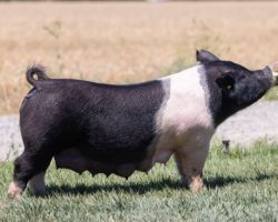 Ear Notch: 215-6<br>
Breed: Crossbred<br>
Sex: Open Female<br>
Date Born: November 2019<br>
Sire.: Foresight<br>
Dam.: Wedding Night 31-4<br>
Stress Status: Unknown<br>
Description: Great little 2nd parity sow that we probably shouldn't be selling! 215-6 had a dang nice Outbreak litter back in December and followed up with a May Jack Daniels litter. Her bottomside pedigree reads (Wedding Night x Renig 28-12 x PR 4-8). She's extremely good built, stout featured, big footed, and bold ribbed and is the kind that needs bred to a little extension and shape. This one should prove a very wise investment!
