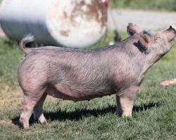 Ear Notch: 238-9<br>
Breed: Crossbred<br>
Sex: Open Female<br>
Date Born: November 2020<br>
Sire.: May We All<br>
Dam.: Short Bus 12-3<br>
Stress Status: Unknown<br>
Description: Yet another stellar May We All daughter, and again, this is the kind we were trying to make by the creation of May We All and his introduction to our stud. We have a pair of these 238's and decided we can let one go. Short Bus 12-3 momma is LEGIT! She is really big bodied, moderate, and wide skeletoned and she's perhaps the very best daughter of our legendary Renig 15-10 sow. Get in on this deal!