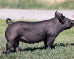 Ear Notch: 273-2<br>
Breed: Crossbred<br>
Sex: Open Female<br>
Date Born: November 2020<br>
Sire.: May We All<br>
Dam.: Straight Survivor 119-6<br>
Stress Status: Unknown<br>
Description: Beautiful little black gilt out of MWA and no doubt this one will generate some painted and blue pgs when mated to the right boars. Her dam is the Straight Survivor 119-6 sow whose pedigree reads (Straight Survivor x Wedding Night 45-2 x No Fare 10-11 x PR 4-8). Productive sow family, balanced phenotype, get this one bred and get to the winners circle!