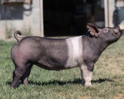 Ear Notch: 282-7<br>
Breed: Crossbred<br>
Sex: Open Female<br>
Date Born: November 2020<br>
Sire.: The King<br>
Dam.: Sunshine & Whiskey 41-2<br>
Stress Status: Unknown<br>
Description: This one's mate barrow just dominated the San Joaquin Agfest last week and we was a HAMMER! Shown by Madison Kelley, Madison and her sister have won that fair multiple times but this 282 litter barrow was BY FAR the best one they've had! Her dam 41-2 is one of our very favorite sows (Sunshine x Renig 28-12) and she is also the grand dam of May We All. Exciting little gilt here that's ready to contribute at any level!