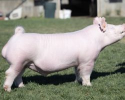 Ear Notch: 240-2<br>
Breed: Yorkshire<br>
Sex: Open Female<br>
Sire.: Jasper<br>
Dam.: Leaps & Bounds 230-3<br>
Service Sire.: York Boar<br>
Description: THIS IS THE BEST YORKSHIRE BOAR WE HAVE RAISED! We seriously contemplated taking him to Expo and he was ready to roll, however with these two big sales right around the corner and a skeleton crew at the farm, we needed to get back following the Junior show and we figured we can market him better here. The dam of the 240's is the 230-3 York sow we are offering in this sale and grand dam is the 21-7 Gas Money x Pants Down sow that originated from Hilty. Read their descriptions and the whole history is there -- 230-3 is the best York show gilt and female that we have ever come across. Her mate barrow and boar were legit as well. BACK TO THE 240'S: A mate barrow to this guy was 5th Overall York Barrow at Expo shown by Meghan Garren and he was a HAMMER! That same barrow was Champion York at the big Revival jackpot and he was a $6800 baby pig in our Feb sale -- in fact, the whole litter sold like hotcakes and easily could have had an even better expo. All the while, the best individual in the litter is this guy. He's monster legged, awesome built, and design is killer with great hair and a stout noggin. Video available upon request, just text Russell or Noa.