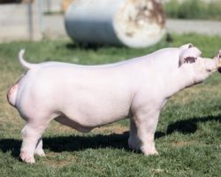 Ear Notch: 289-1<br>
Sire.: Boomawang<br>
Dam.: Jack in the Box 138-1<br>
Service Sire.: Chester Boar<br>
Description: 289-1 is a full sib to the Boom Town boar we sent to SGI that is cutting a wide swath this summer. The 138-1 (Jack in the Box x First Take) sow has been mated to Boomawang multiple times with exceptional results each time. The first litter produced the Champion Chester Gilt at OYE in 2020 that later sold for $10K. The second mating produced Boom Town and several elite barrows that went out and won, including a barrow Jay McCormick buys that dominated the Chester division in Texas last summer. 138-1's next mating was Selfish Ambition, which produced a high selling litter in our online auction, Circle Back at Shaffer's, and a killer keeper gilt. The 289's represent her third mating to Boomawang and once again another killer litter. This rascal would've been fun to show at Springfield but it was just impossible with these sales going on. He is ELITE! Video available upon request, just text Russell or Noa.
Additional Note: Full brother Boom Town is having a tremendous summer, and he recently sired the Grand Champion Chester Gilt and 3rd Overall Breeds at the CPS Show in Springfield shown by the Steins. That same gilt was fifth overall Chester at The Recovery and has been dominating the Iowa jackpot circuit, garnering even a couple Grand Overalls.