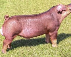 Ear Notch: BLACKSTONE 17-2<br>
Breed: Duroc<br>
Sire.: Maximus<br>
Dam.: Next Chapter<br>
Registration #: 413424002<br>
Service Sire.: Duroc Boar<br>
Description: Blackstone was purchased from Upperhand this spring after some negotiations when we realized we really needed a Duroc boar on hand that could service our females. Blackstone was by far our favorite boaron the tours last summer. Description as written on Upperhand Genetics page: Blackstone is going to start off as being known as a littermate to Hibachi, but honestly he is going to make a name for himself. Austin told us it is a close pair. He figured Hibachi would take the trip better and didn’t want to show mates. To be honest, I’m not sure which one would have been more popular or done better in the show because this pair is special. Mother of this boar was Reserve Duroc Gilt at the 2019 IN State Fair and goes back to the foundation of Joostberns Duroc program. Really like this pedigree and this boar is going to be one that can cover a very wide variety of females. This guy is the perfect balance of soundness and build from the side it takes to win in the junior gilt ring, yet has the shape, spread, and power it takes to win in the barrow ring. He is one that is real good looking, level from the side, up on pasterns, and comes and goes with squareness. He is a heavy boned boar that has so many good pieces and maybe offers more extension than his brother. When wanting to grill the competition in the Duroc ring, then it’s time to get BLACKSTONE!!!!