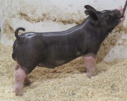 Sire: Throwing Stones <br>
Sire of Dam: Keep Talkin 227-1<br>
DOB: 5/20/2021