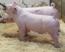Sire:Oscar Meyer<br>
Sire of Dam:Jack In The Box 130-8<br>
DOB: 6/1/2021