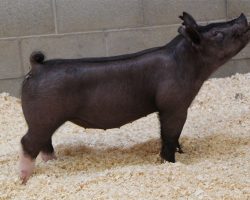 Sire: BR 64-1<br>
Sire of Dam:Cowboy Swag 266-2br>
DOB: 4/17/2021