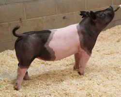 Sire: BR 64-1<br>
Sire of Dam:Cowboy Swag 266-2br>
DOB: 4/17/2021