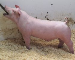 Sire:Oscar Meyer<br>
Sire of Dam:Jack In The Box 130-8<br>
DOB: 6/1/2021