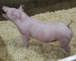 Sire:Chili Dog<br>
Sire of Dam: Boomwang 1-1<br>
DOB: 6/2/2021