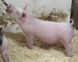 Sire:Chili Dog<br>
Sire of Dam: Boomwang 1-1<br>
DOB: 6/2/2021