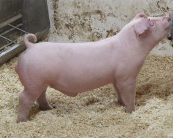 Sire: Chili Dog<br>
Sire of Dam: Boomwang 1-1<br>
DOB: 6/2/2021