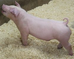 Sire: Custom Built<br>
Sire of Dam: Ein 183-2<br>
DOB: 6/10/2021