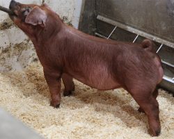 Sire: Hibachi<br>
Sire of Dam: Adderall 284-9<br>
DOB: 5/20/2021