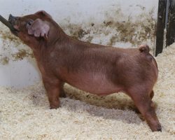 Sire: Hibachi<br>
Sire of Dam: Adderall 284-9<br>
DOB: 5/20/2021