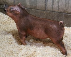 Sire: Hibachi<br>
Sire of Dam: Adderall 284-9<br>
DOB: 5/20/2021