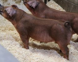 Sire: 76<br>
Sire of Dam: Jasper 75-7<br>
DOB: 5/26/2021