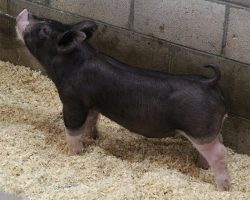 Sire: Throwing Stones <br>
Sire of Dam: Keep Talkin 227-1<br>
DOB: 5/20/2021