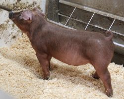Sire: 76<br>
Sire of Dam: Jasper 75-7<br>
DOB: 5/26/2021