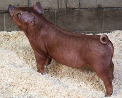 Sire: Kingslayer <br>
Sire of Dam: High Alert 56-2<br>
DOB: 6/1/2021