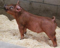 Sire: Bomb Squad<br>
Sire of Dam: Unchained 277-9<br>
DOB: 6/1/2021
