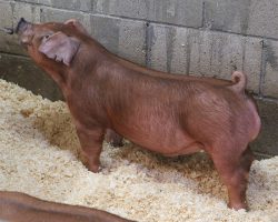 Sire: Bomb Squad<br>
Sire of Dam: Bohannon 3-5<br>
DOB: 6/1/2021