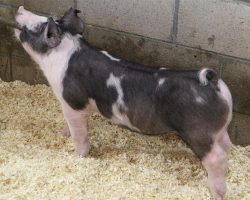 Sire: Big Bam<br>
Sire of Dam: Loud Mouth 95-1<br>
DOB: 5/26/2021