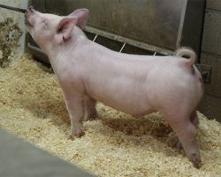 Sire: Jasper<br>
Sire of Dam: Leaps & Bounds 230-3<br>
DOB: 5/20/2021