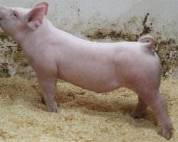 Sire: Jasper<br>
Sire of Dam: Leaps & Bounds 230-3<br>
DOB: 5/20/2021