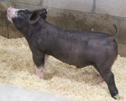 Sire: Throwing Stones <br>
Sire of Dam: Bullet Proof<br>
DOB: 5/20/2021