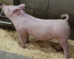 Sire: Jasper<br>
Sire of Dam: Leaps & Bounds 230-3<br>
DOB: 5/20/2021