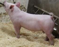 Sire: Jasper<br>
Sire of Dam:Leaps & Bounds 230-3<br>
DOB: 5/20/2021