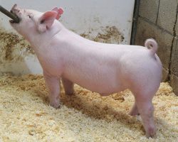 Sire: Renaissance<br>
Sire of Dam: Leaps & Bounds 107-2<br>
DOB: 5/26/2021