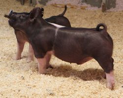 Sire: Foresight <br>
Sire of Dam: Outta Line 226-7<br>
DOB: 3/28/2021