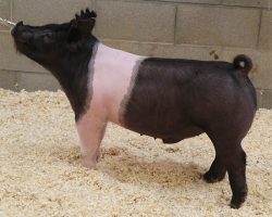 Sire: Hands To Yourself<br>
Sire of Dam: Cowboy Swag 55-1<br>
DOB: 3/30/2021
