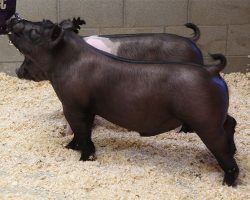 Sire: On Point<br>
Sire of Dam: Teen Spirit 120-8br>
DOB: 4/1/2021