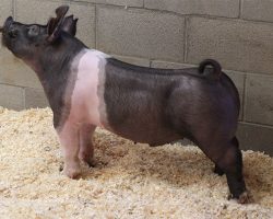 Sire: Hands To Yourself<br>
Sire of Dam: Sun Daze 149-6 br>
DOB: 4/1/2021