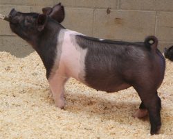 Sire: Hands To Yourself<br>
Sire of Dam: Sun Daze 149-6 br>
DOB: 4/1/2021